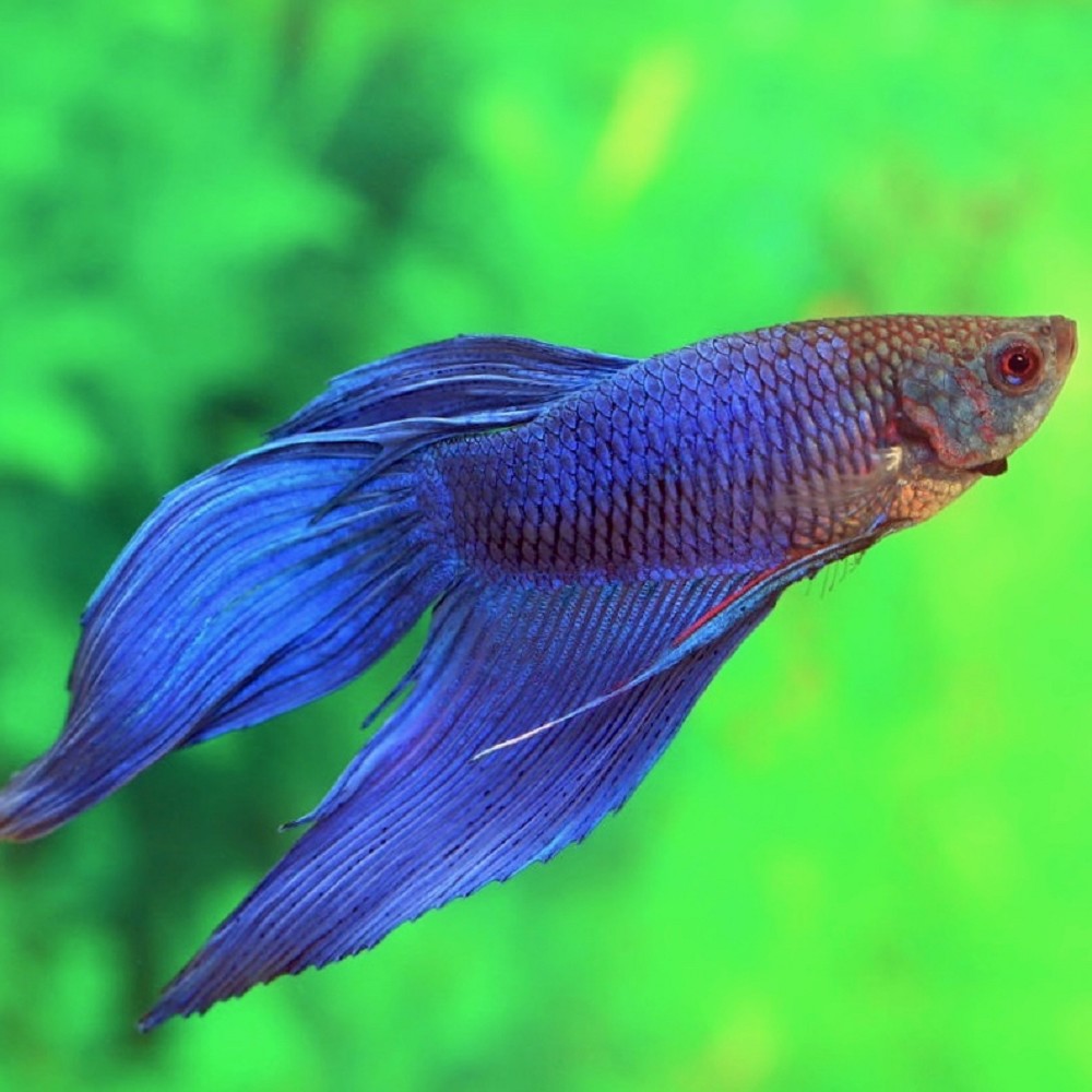 Betta splendens Siamesischer kampffisch männlich blau XL